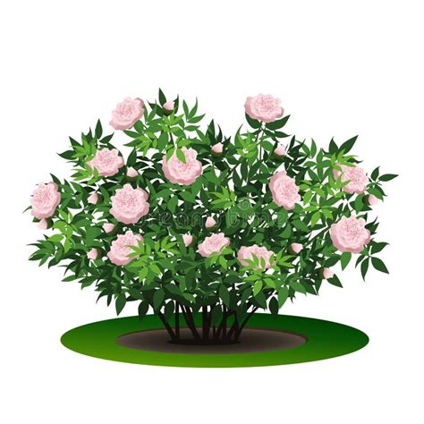 Peony Bush With Green Leaves And Flowers Stock Vector Illustration Of
