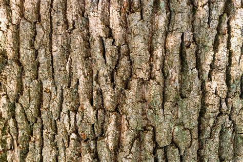 Oak bark texture | High-Quality Nature Stock Photos ~ Creative Market