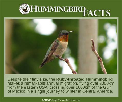 Hummingbird Facts Backyard Birds Sanctuary Pet Birds Hummingbird