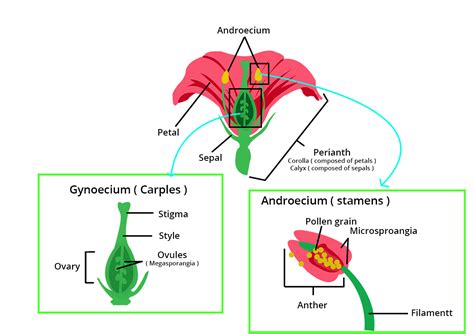 What Are Difference Between Gymnosperms And Angiosperms Definition