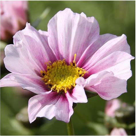 Cosmos Daydream Seeds Daydream Cosmos Uk Garden And Outdoors