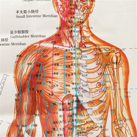 Chinese Medicine Body Acupuncture Points Meridians And Acupoints Chart