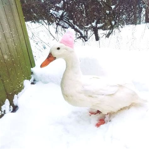 100 Totally Blessed Duck Photos To Make You Smile Twblowmymind