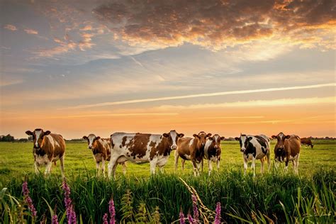 Top 999 Cow Print Wallpaper Full Hd 4k Free To Use
