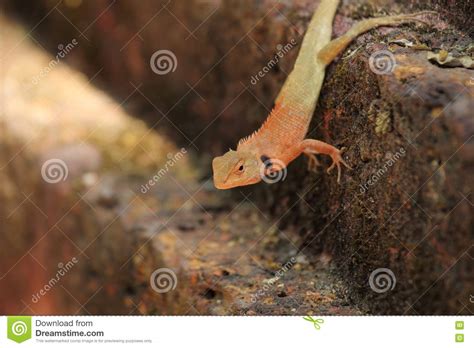 Changeable Lizard Red Headed Lizard Stock Image Image Of Multicolour