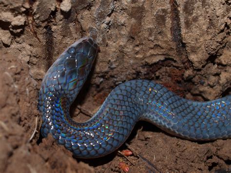 Sunbeam snake for sale is a customer oriented company providing consumer products for sale at reasonable prices. File:Young sunbeam snake from Thailand.JPG - Wikimedia Commons