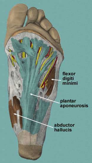 Muscles of the plantar foot are divided into four layers:first. Massage Flash Cards IV Flashcards by ProProfs