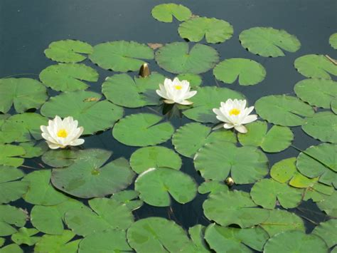 European White Waterlily Nymphaea Alba Showing The Floating Leaves
