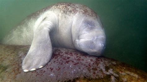 Cool And Interesting Facts About Florida Manatees Part 8 Are The
