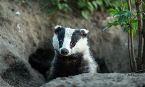 Badger Cull Faces Review As Bovine Tb Goes On Rising Focusing On Wildlife