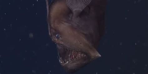 Elusive Black Seadevil Anglerfish Has Been Captured On Video For The