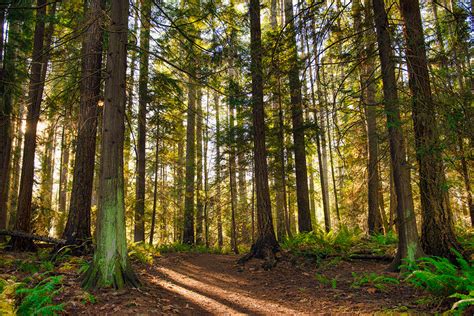National Forest Week Growing Opportunity In Canadas Forests Pulp