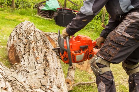 Stump Grinding And Removal Palm Beach Pro Tree Trimming And Removal Team