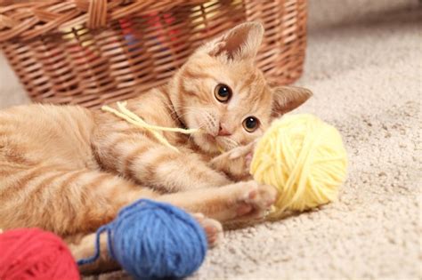Some cats never grow out of suckling. Suckling Behavior in a Cat | Cuteness