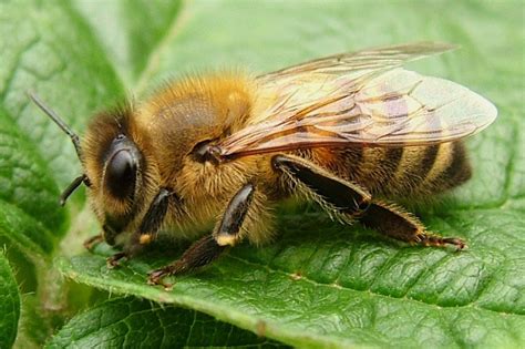 Apis Mellifera Honey Bee Arthropodafotosde