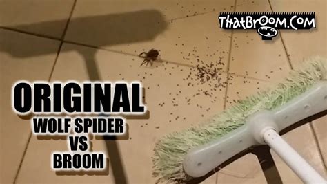 First Large Wolf Spider Squashed Then Babies Crawl Out
