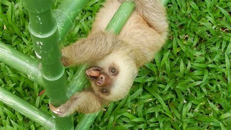 Costa Rica Sloth Sanctuary Baby Two Fingered Sloth Climbing And