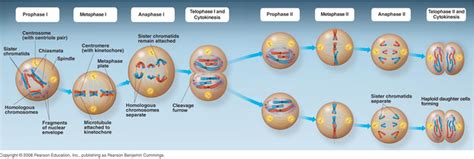 Cell Cyclemitosismeiosis Inside The Nucleus