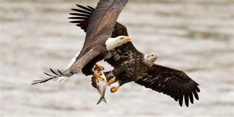Alimentación De Las águilas Imágenes Y Fotos