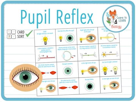 Maybe you would like to learn more about one of these? Pupil reflex - Card Sort (KS4) | Teaching Resources
