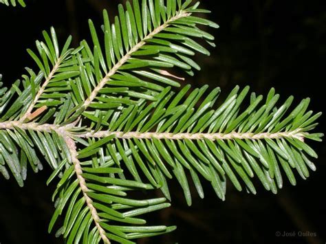 Abies Alba Avet Fulles Aciculars Plant Leaves Abies Plants