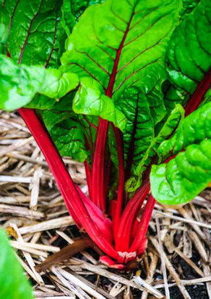 Top 60 Swiss Chard Stock Photos Pictures And Images Istock