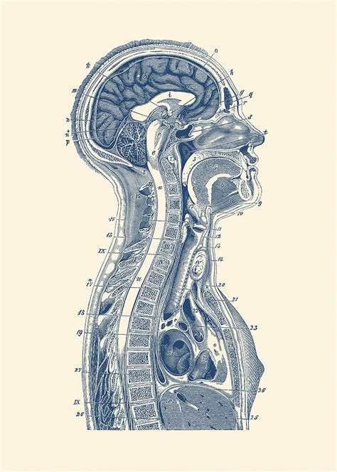 Huge collection, amazing choice, 100+ million high quality, affordable rf and rm images. Upper Body Diagram - Vintage Anatomy Print Drawing by Vintage Anatomy Prints