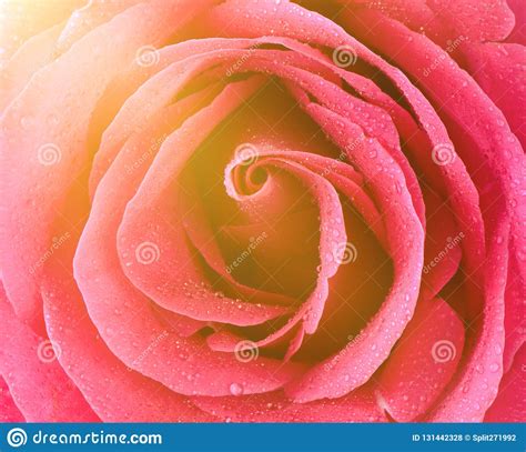 Pink Rose Bud Close Up Rose Petals Stock Photo Image Of Pink Bloom