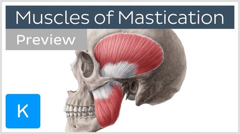 Muscles Of Mastication Preview Origin Insertion Functions Human Anatomy Kenhub Youtube