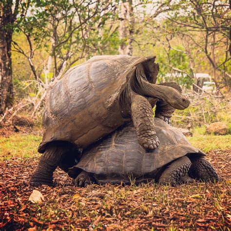 Kura Kura Galapagos Newstempo