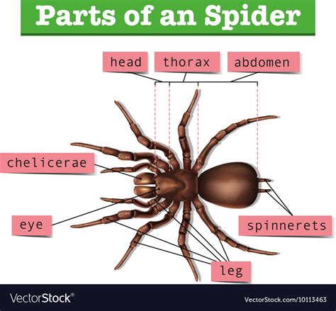 Diagram Showing Parts Spider Royalty Free Vector Image