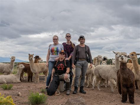 How The Trans Alpaca Ranchers Of Custer County Colorado Are Forging A