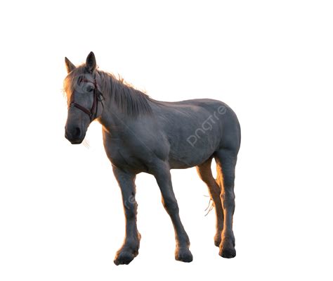 Gambar Kuda Kuda Satwa Gratis Png Transparan Dan Clipart Untuk