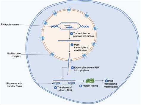 Filesummary Of The Protein Biosynthesis Processpng Wikimedia Commons