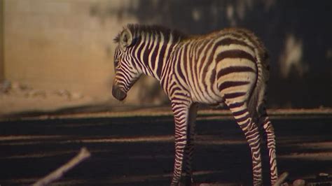 Baby Zebra Named After Longtime Como Zoo Volunteer Who Passed Away