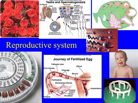 Ppt Reproductive Physiology The Female Reproductive System Powerpoint Bank Home Com