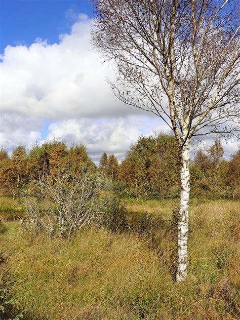 Isolated Birch Tree On Tregaron Bog © Roger Kidd Cc By Sa20