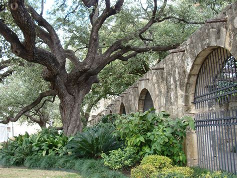 San Antonio Tree Places Ive Been Places
