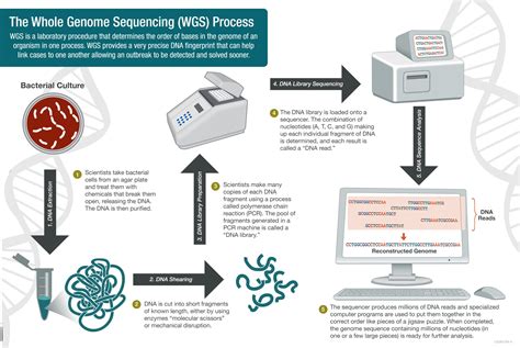 Whole Genome Sequencing Wgs Introduction Workflow Pipelines