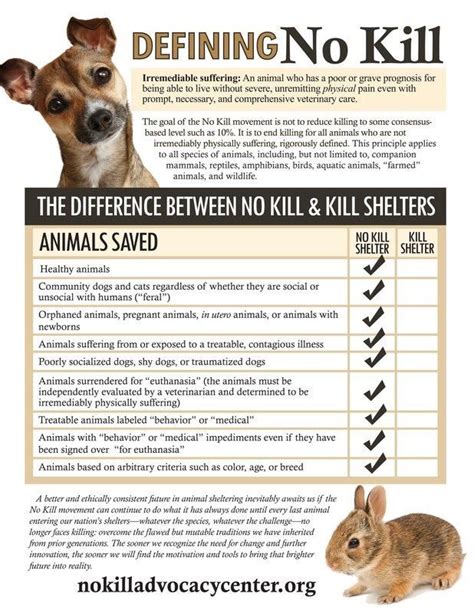 Pin By Pamela Wallace On Lets Stop Animal Abuse No Kill Animal Shelter