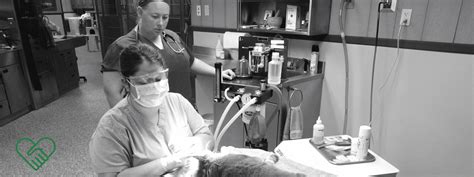 Dentistry Archives Todays Veterinary Nurse
