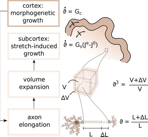 Continuum Model For Cortical And Subcortical Growth The Cortex The