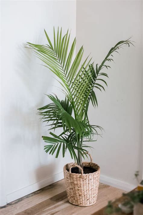 How To Care For A Majesty Palm Plant Milford Domingo