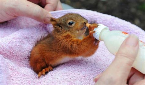 Tips For Successful Squirrel Breeding