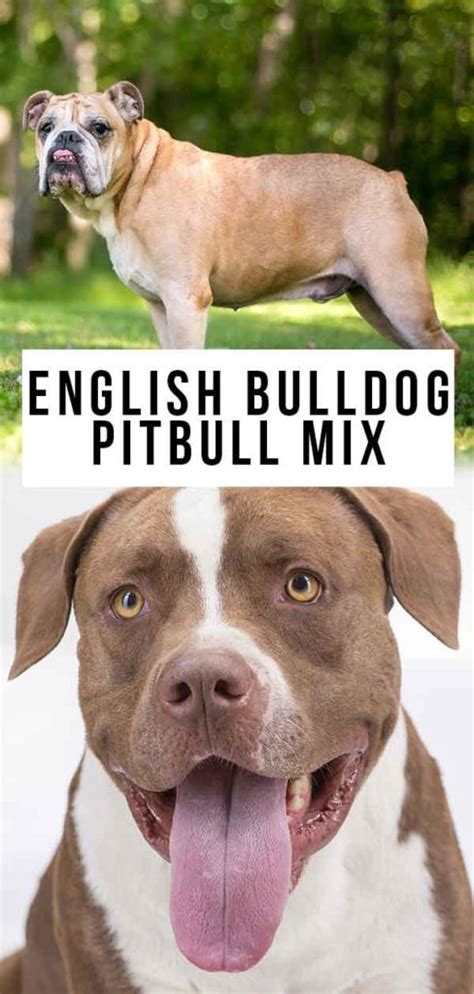 English Bulldog Pitbull Mix Could This Be A Happy Healthy Pet