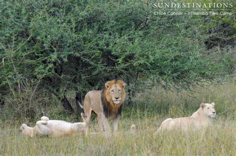 Trilogy Lion Bags Himself 2 White Lionesses