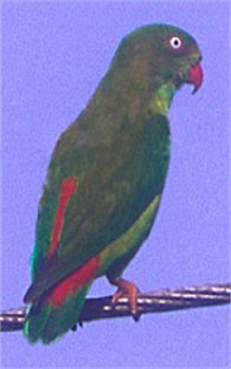From here you can access the slopes of gunung sahengbalira where all of the endemics are found. Parrots of the World