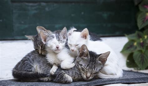 I am in the protein group. Kitten Season: What To Do If You Find A Kitten Or Kittens ...