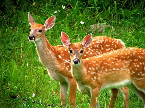 Endangered New Jersey Watch For Signs Of Ehd In Deer
