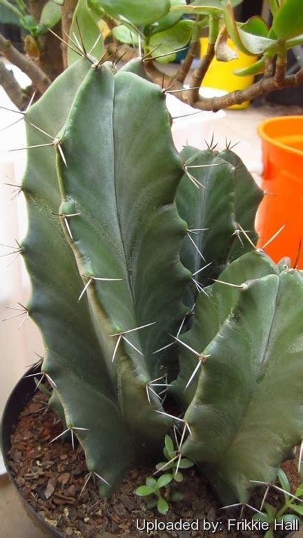 There are many members of the family and they are well adapted to indoor culture. Cereus pruinosus
